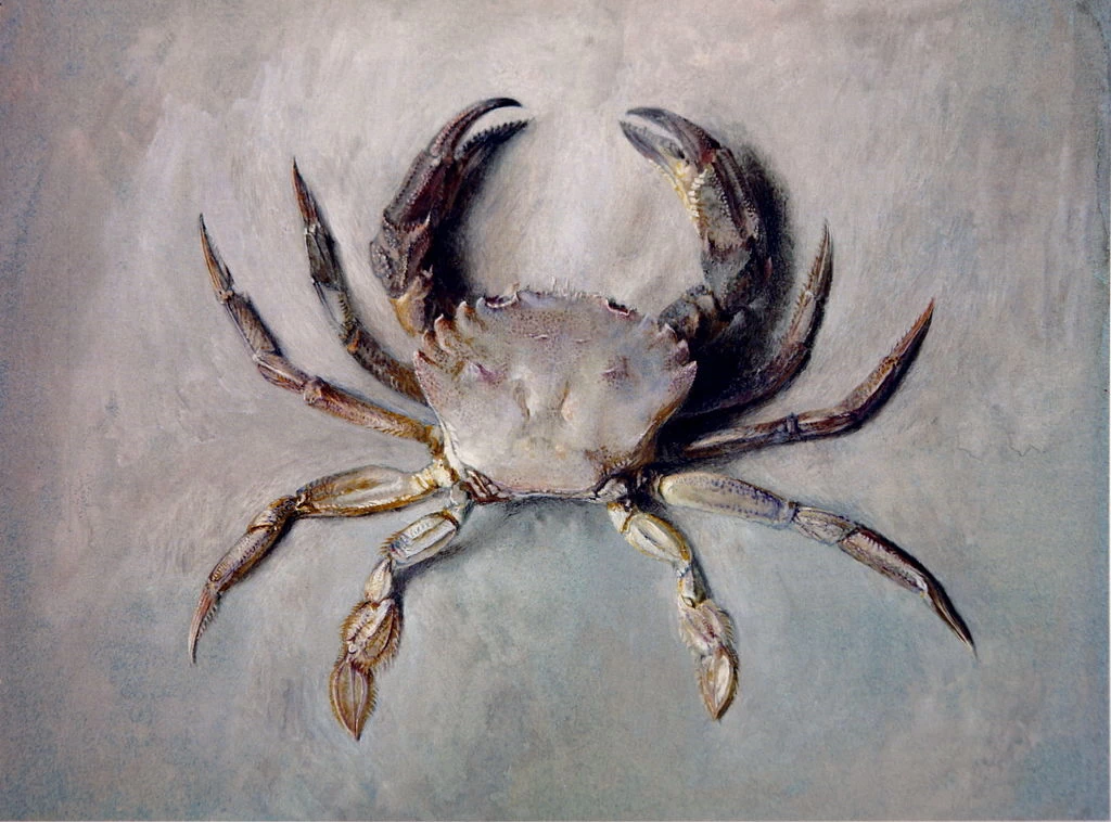 Granchio di velluto, ~ 1870 - 1871, Ashmolean Museum, University of Oxford
